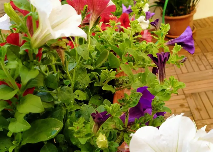 Konukevi Casabona1910 3*